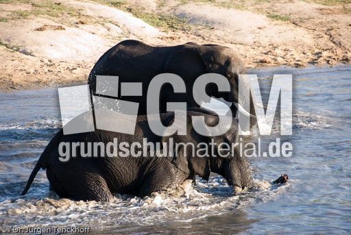 Afrikanischer Elefant (70 von 131).jpg